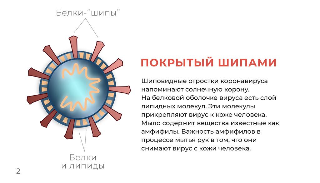 Что мы знаем о коронавирусе