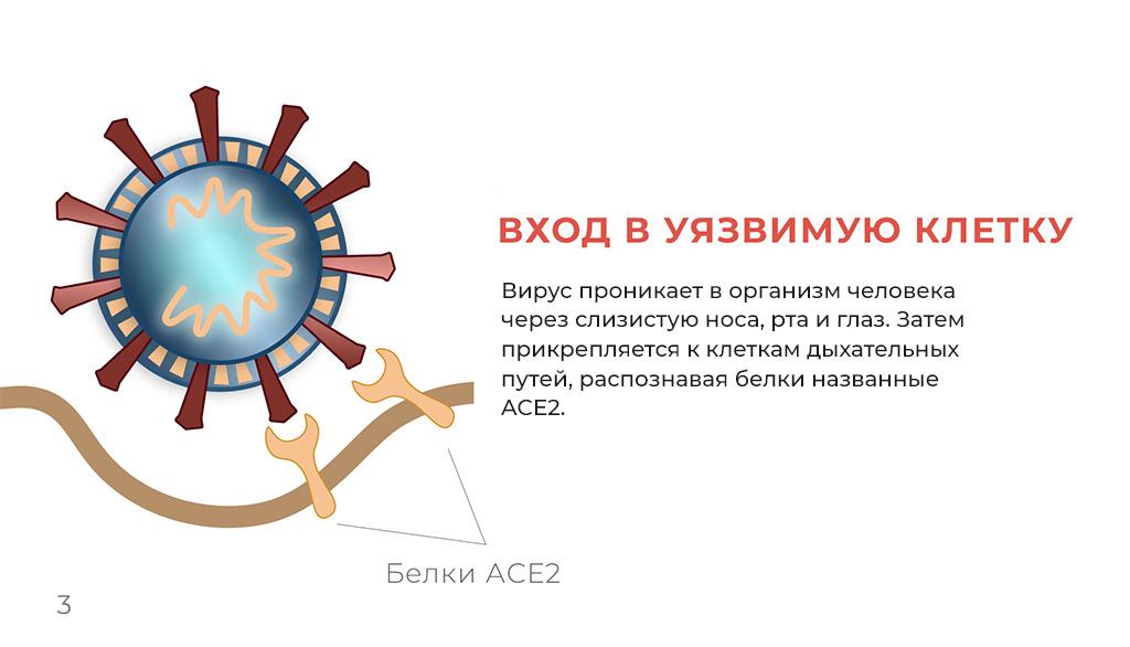 Что мы знаем о коронавирусе